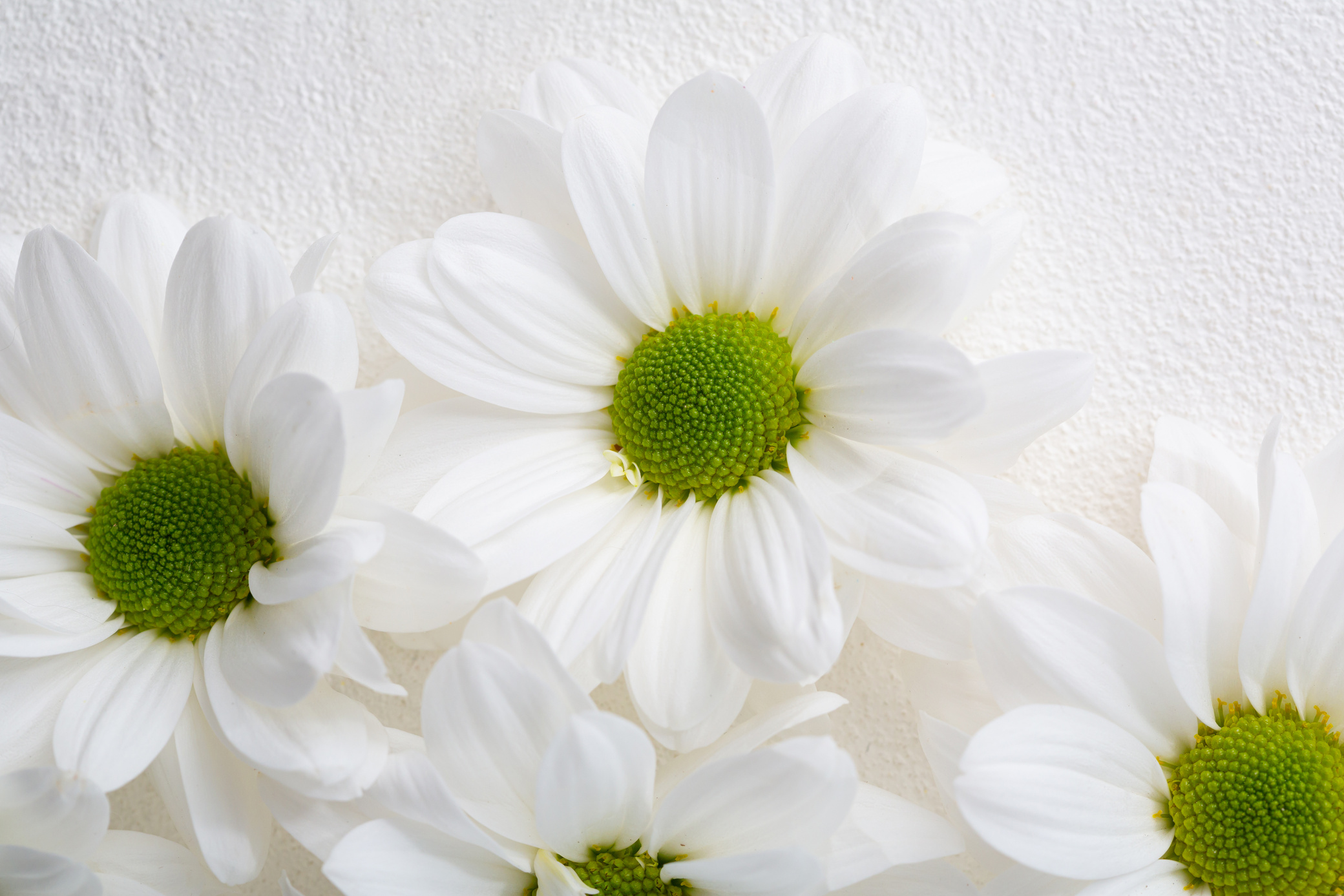 White flowers closeup on white surface