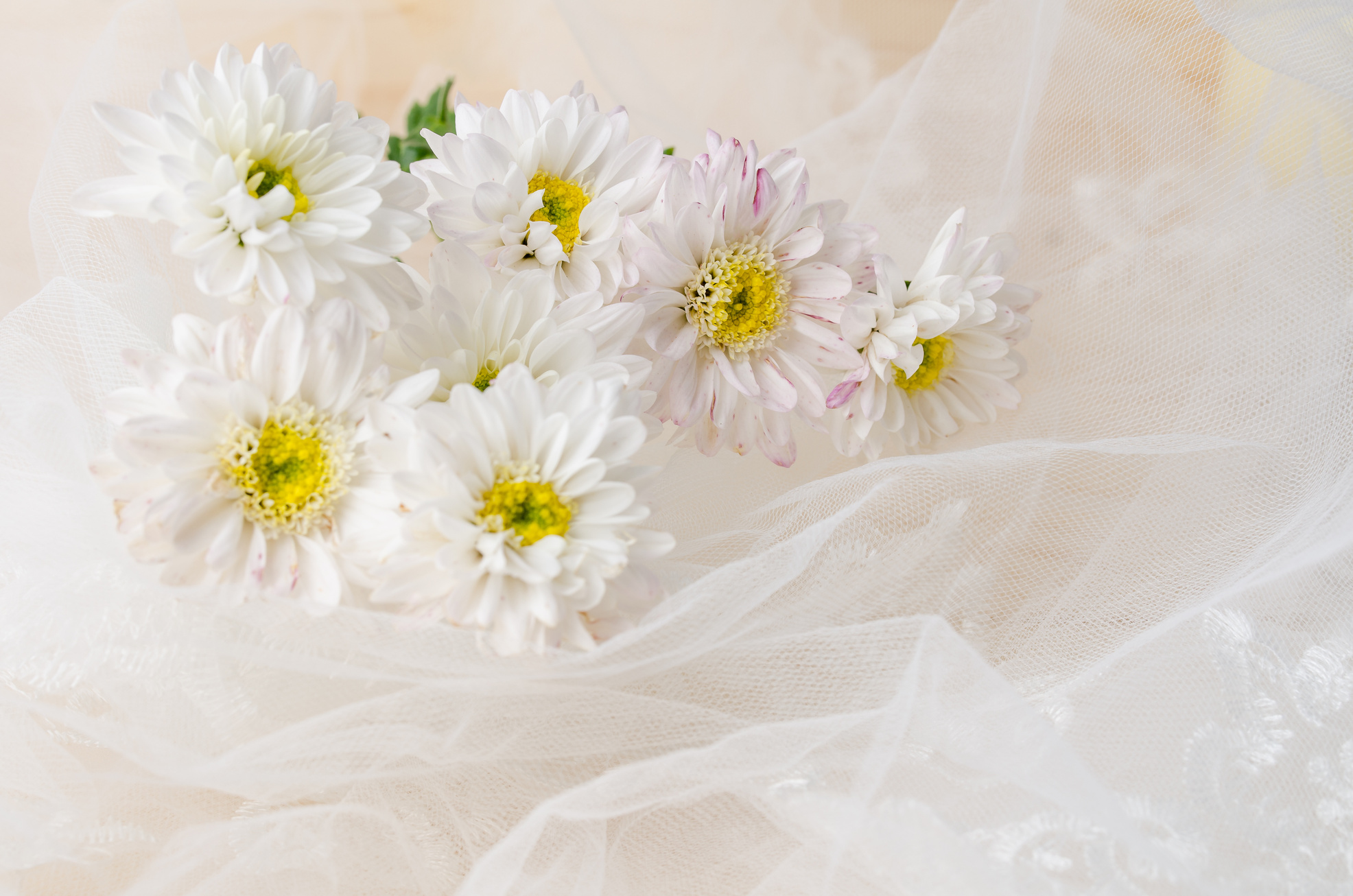White chrysanthemum flowers with lace on wooden background