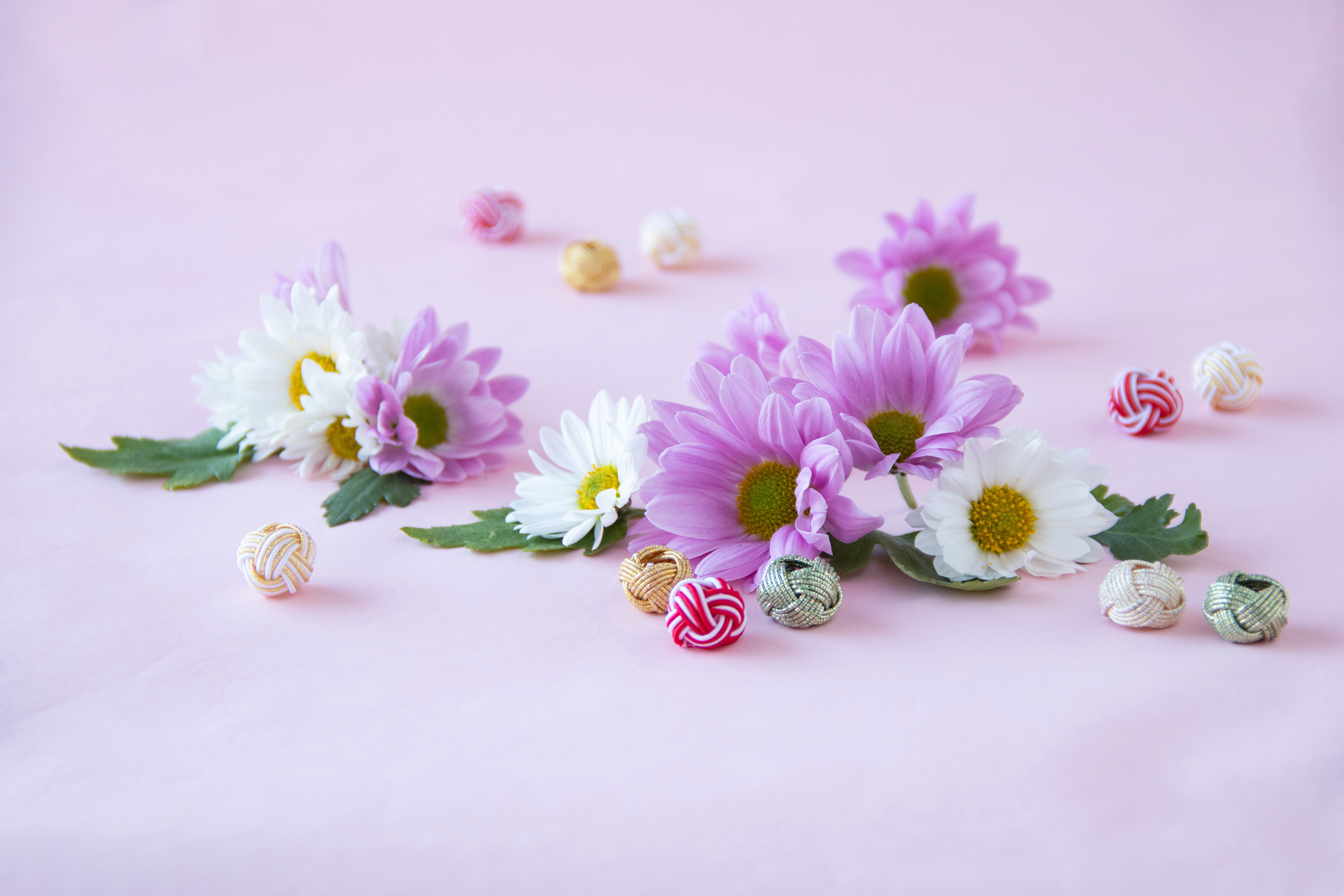 pink and white chrysanthemum and mizuhiki